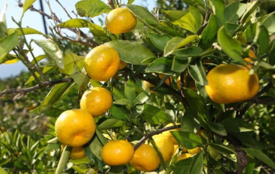 Pokušali prošvercati mandarine u BiH