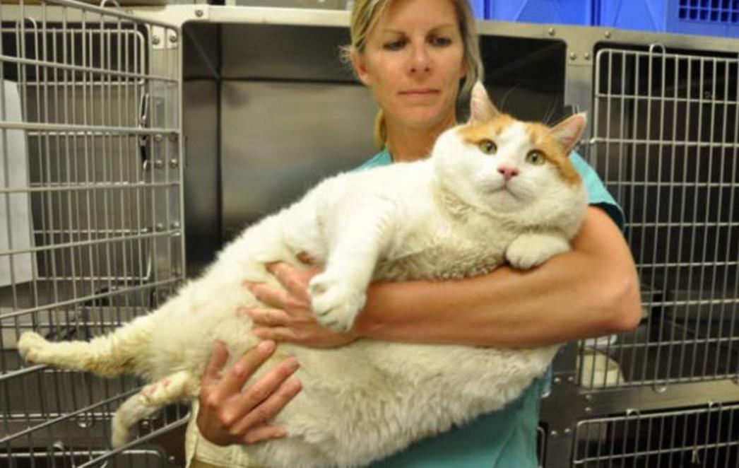  Najdeblja mačka na svijetu teži 18 kilograma (VIDEO)
