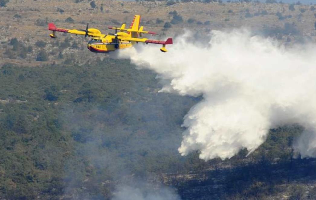 Gori borova šuma između naselja Topolo i Štedrica
