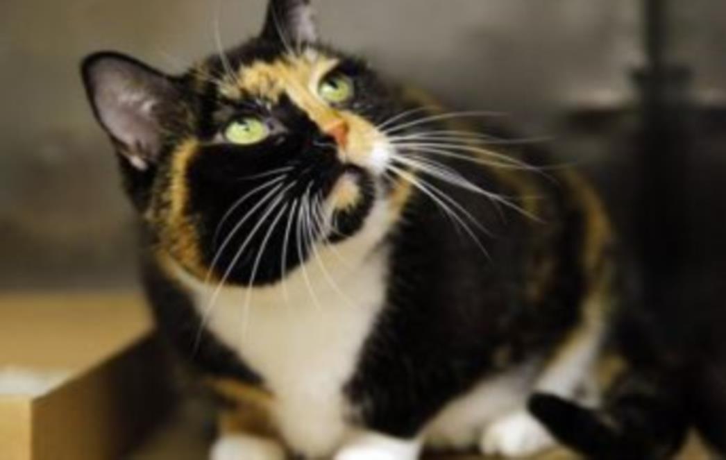 Maca koja je prije pet godina nestala u Coloradu pronađena na Manhattanu