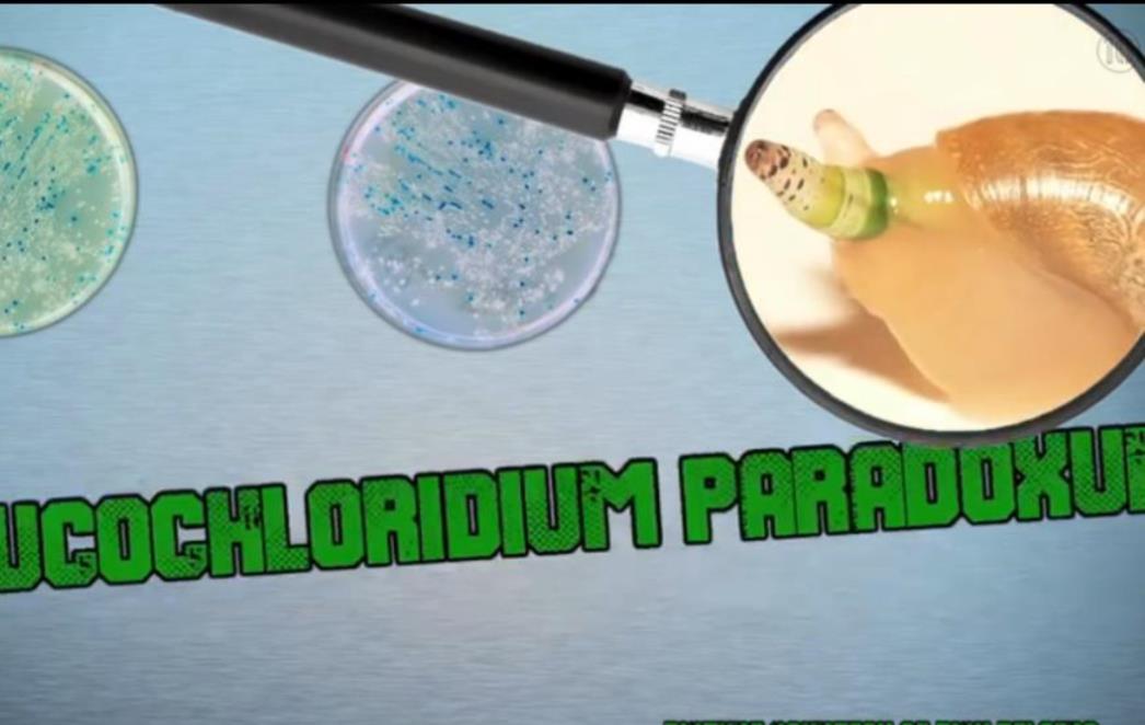 DESET NAJOPASNIJIH PARAZITA NA SVIJETU: Namirišu urin i ulaze u tijelo kroz genitalije.. /VIDEO/