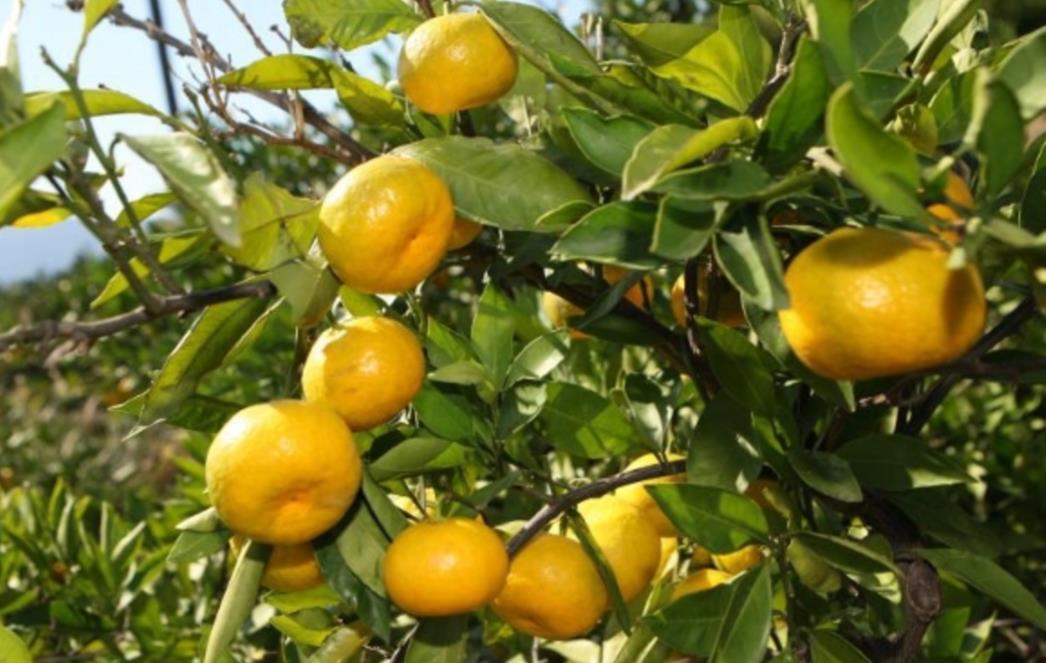 Uhvaćen u krijumčarenju 300 kilograma mandarina