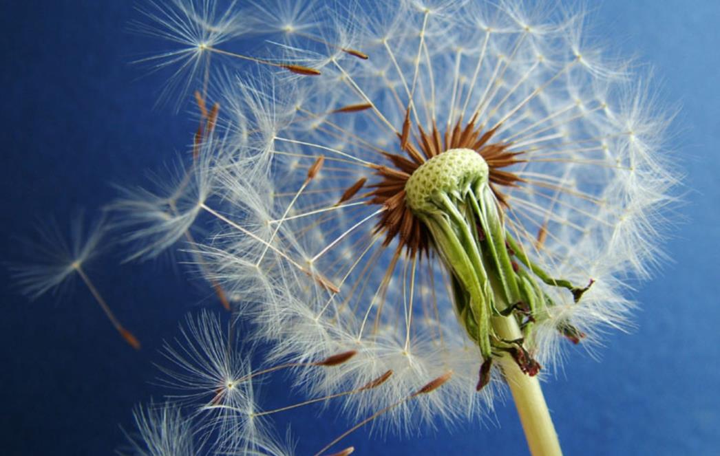 Više nije na lošem glasu: Upoznajte sve dobrobiti maslačka!