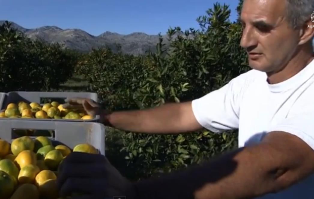 VIDEO PRILOG IZ OPUZENA: Rekordni urod mandarina u dolini Neretve, plasman upitan