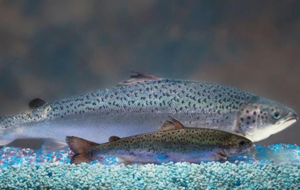 Prednosti GMO akvakulture usprkos predrasudama 