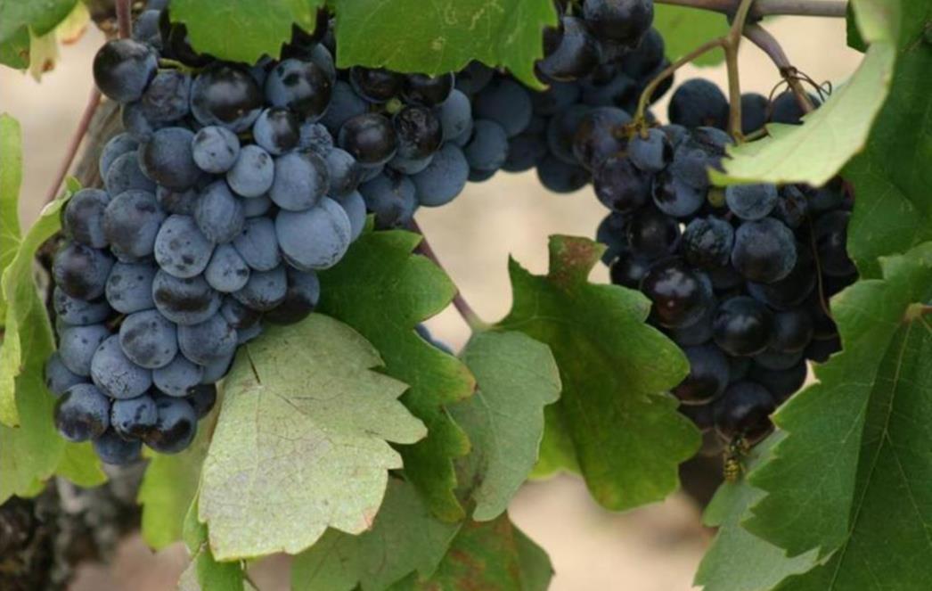 PET  ZDRAVIH  NAMIRNICA  Usporavaju  upalne  procese  i  produljuju  život!