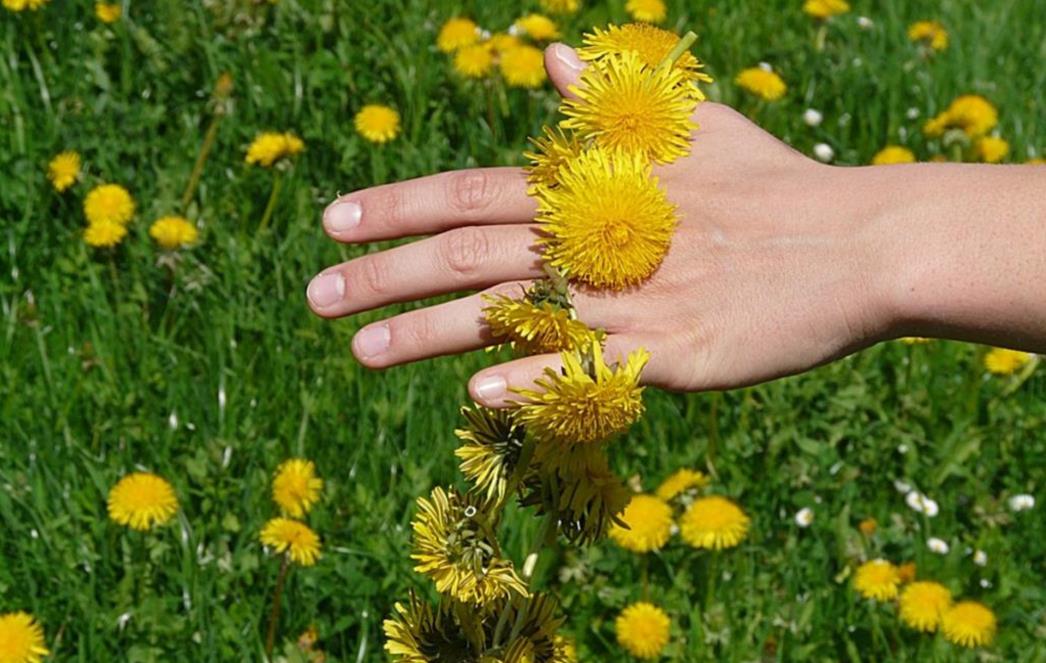  SENZACIONALNO OTKRIĆE: Pripravak od biljke koja je svuda oko nas mogao bi pomoći u liječenju raka!