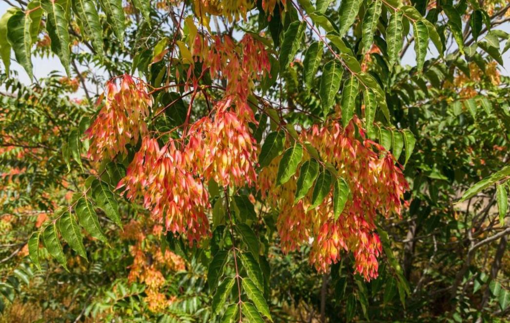 Započinje provedba projekta LIFE CONTRA Ailanthus