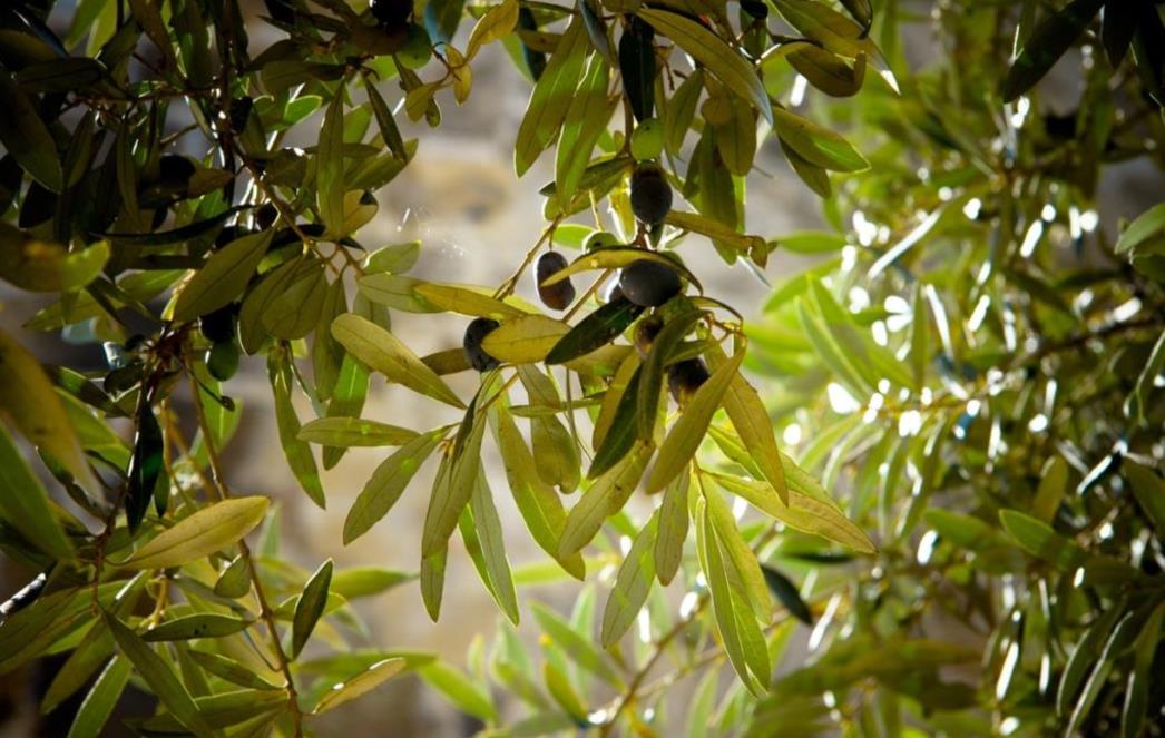 Zapisan i u Bibliji: Napravite 'čudotvorni' napitak  koji će vas preporoditi