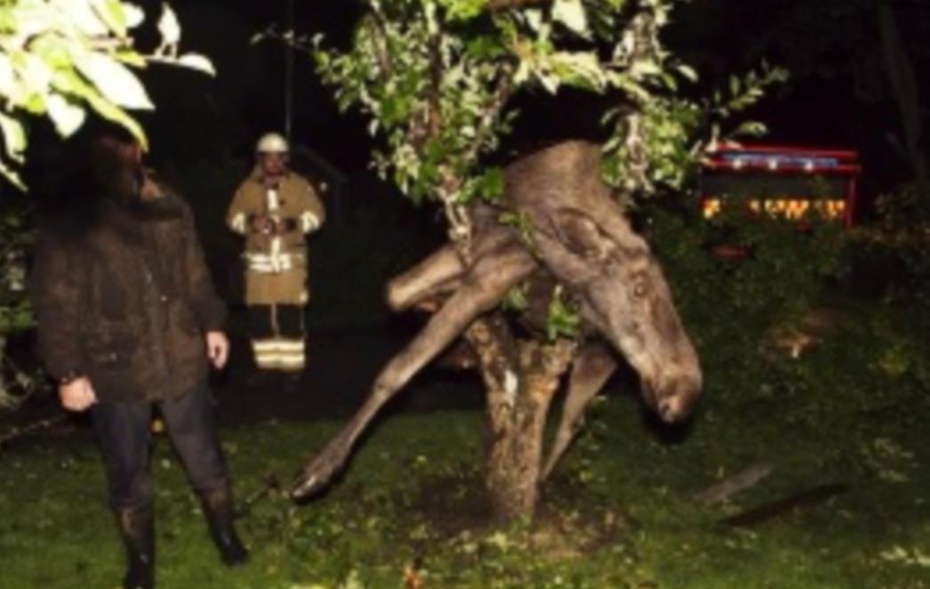 NEVIĐENO Jelen se napio pa završio na drvetu