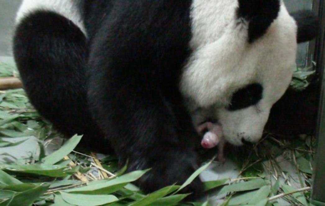 Dirljiv susret pande s bebom koji morate pogledati (VIDEO)