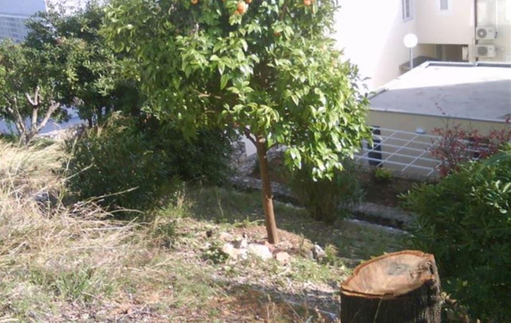 I dalje se sijeku zdrava stabla u Gradu