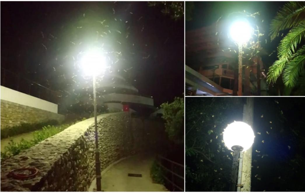 LEPTIRICE POHARALE LOPUD Ima ih posvuda, ulaze u kuće, a navečer ih se bezbroj skupi uz javnu rasvjetu  (FOTO/VIDEO)