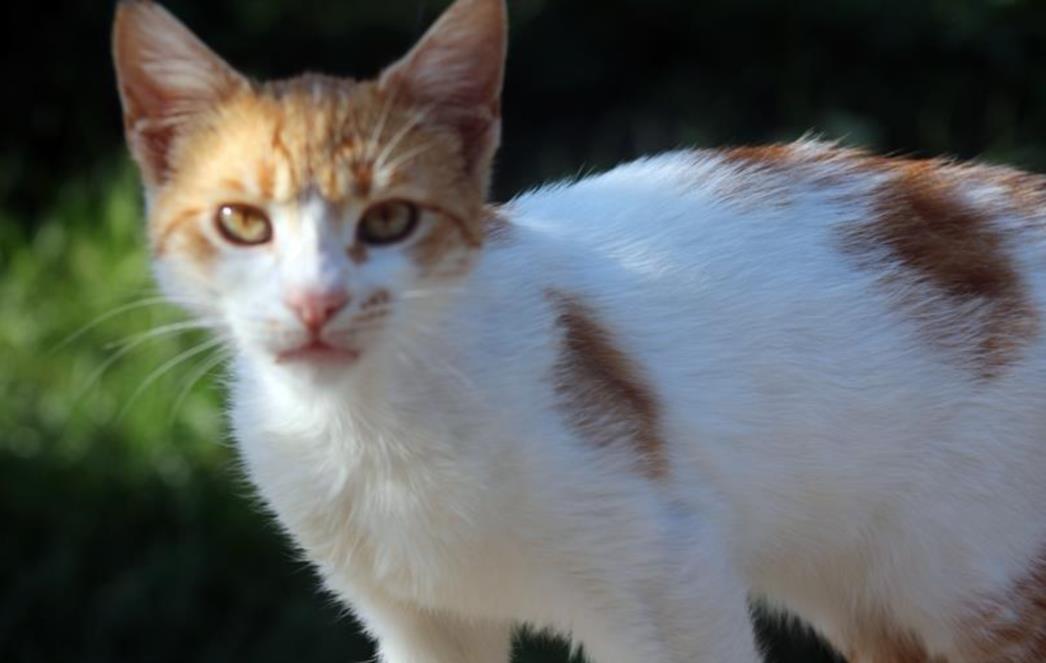 FOTOGRAFIJA DANA: Maca u elementu 
