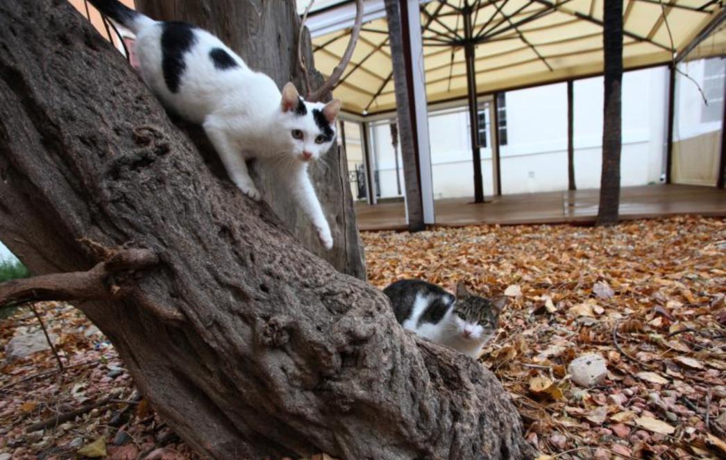 FOTOGRAFIJA DANA: Mačke u parku od prolaznika traže hranu