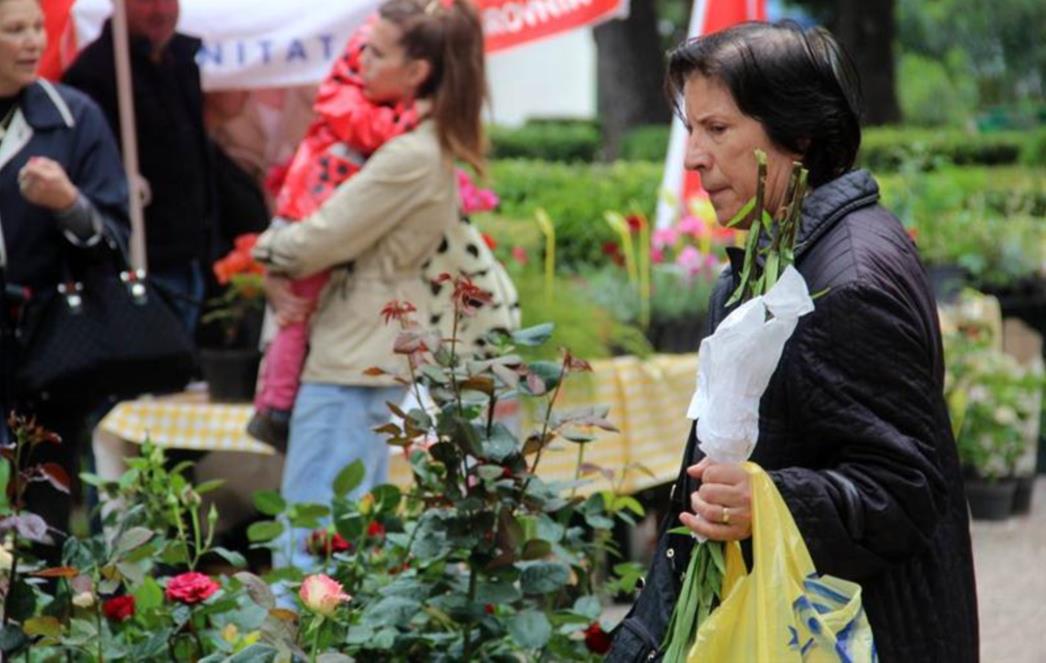 SAJAM CVIJEĆA U GRUŽU: Ni kiša ne smeta (FOTOGALERIJA)