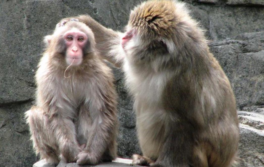 VIC DANA: Zoološki vrt 