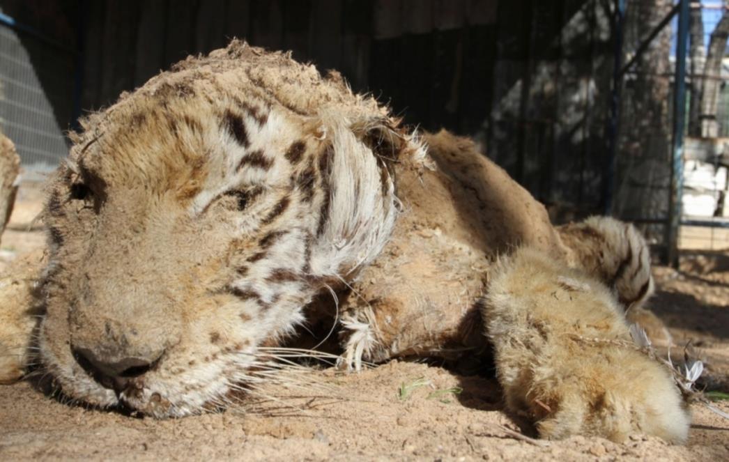 ŽALOSNO: Ovo je NAJTUŽNIJI zoološki vrt na svijetu (VIDEO)