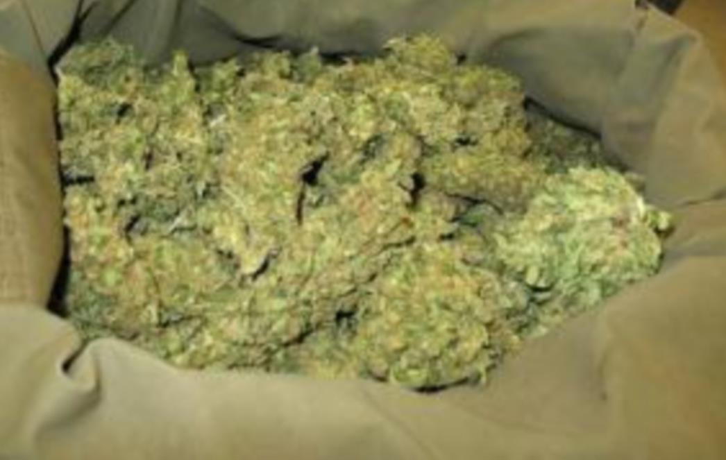Pronađeni marihuana, ecstasy, speed i hašiš kod 11 stranih i četiri hrvatska državljanina