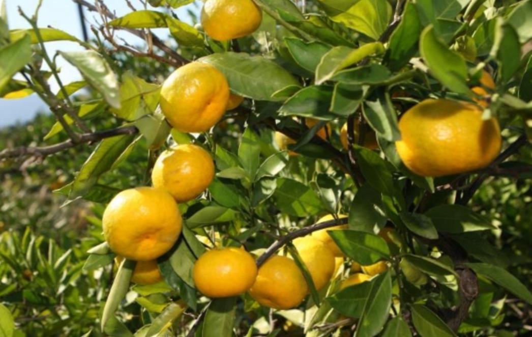 Dvojac krivotvorio dokumente o plaćanju mandarina