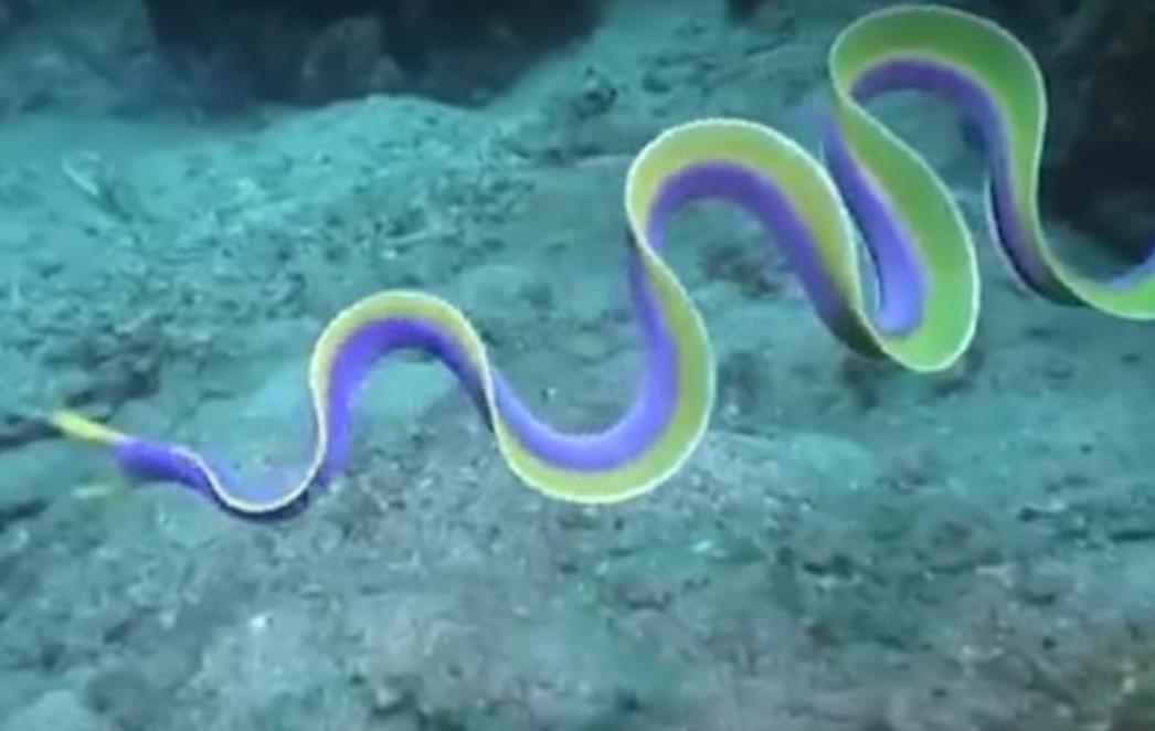 JEDNOSTAVNO UGODNA SNIMKA Imate li ikakvu ideju zašto je pogledana više od 17 milijuna puta? (VIDEO)