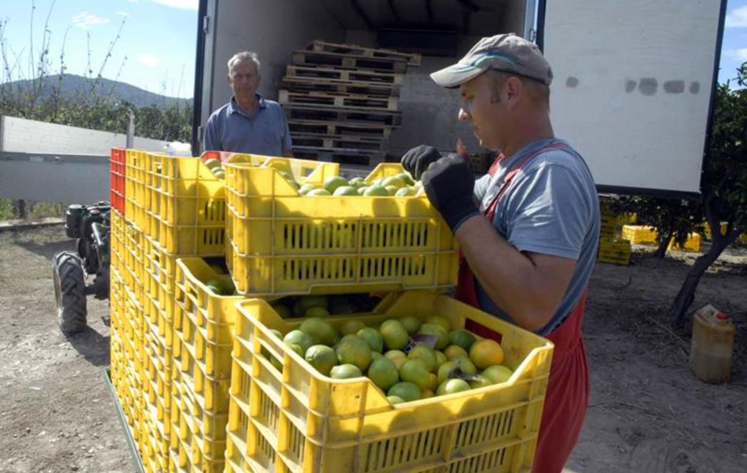 NE MOŽE GORE: Neretvanska mandarina dosegnula dno!