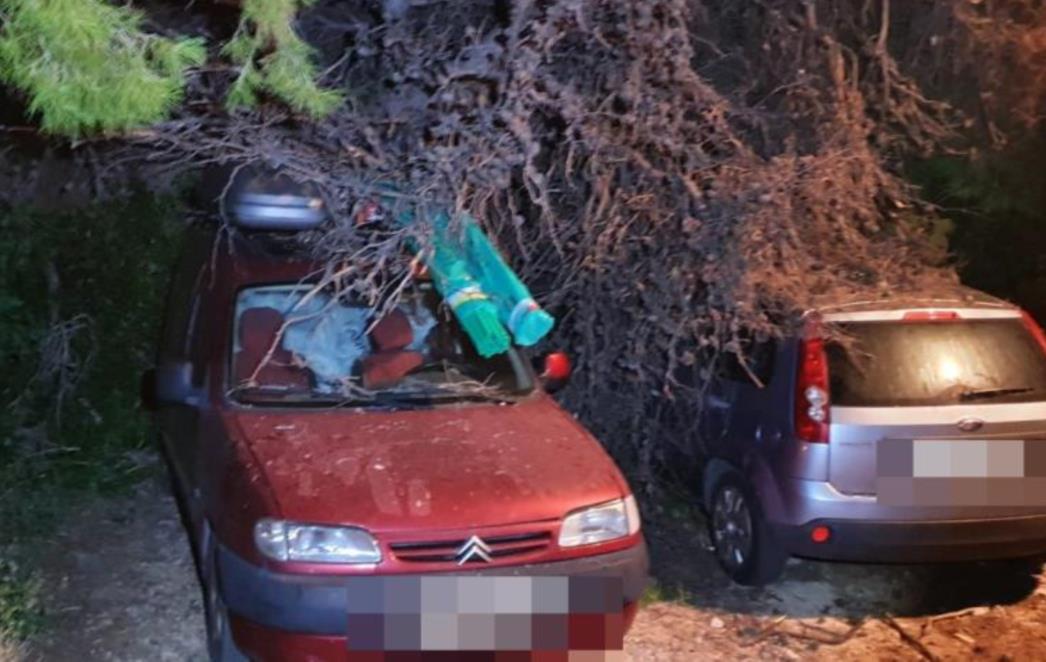 Vjetar oborio stabla na Rašici