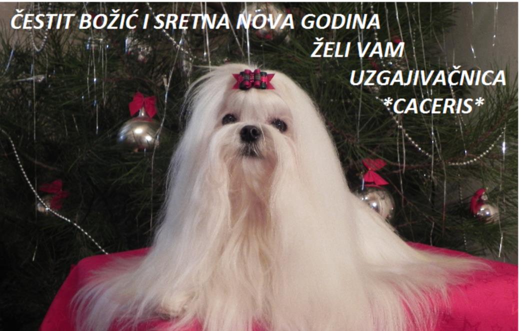 KOLUMNA SELME ČAČE: Kako vaš pas proživljava Božić?