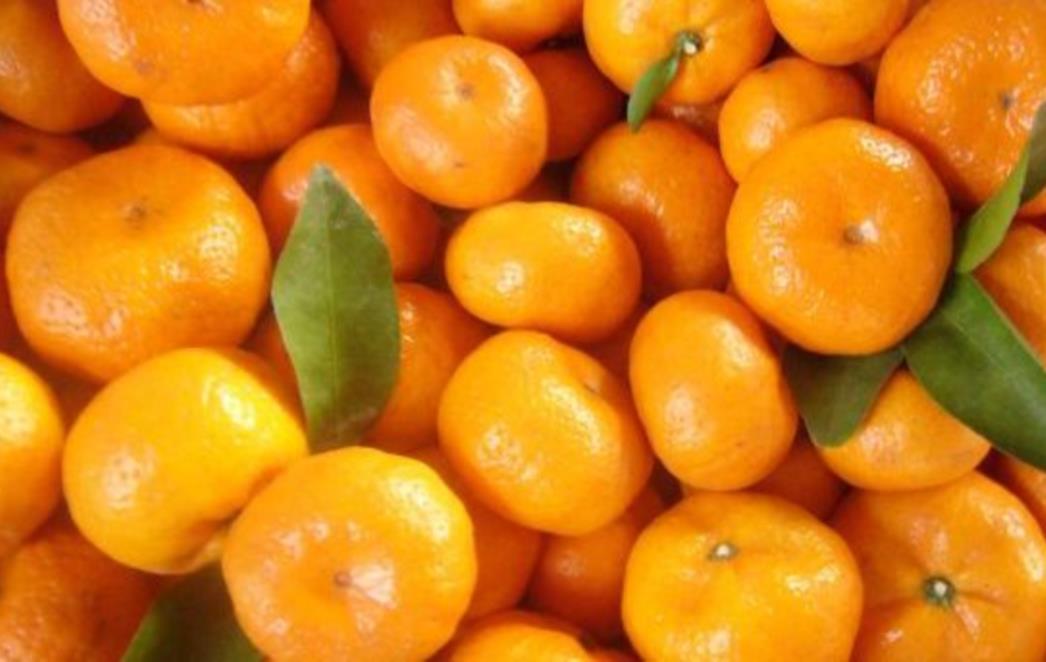 Kilo mandarina u Opuzenu 1,2 kune, u Zagrebu JEDNA košta 2,70 kuna