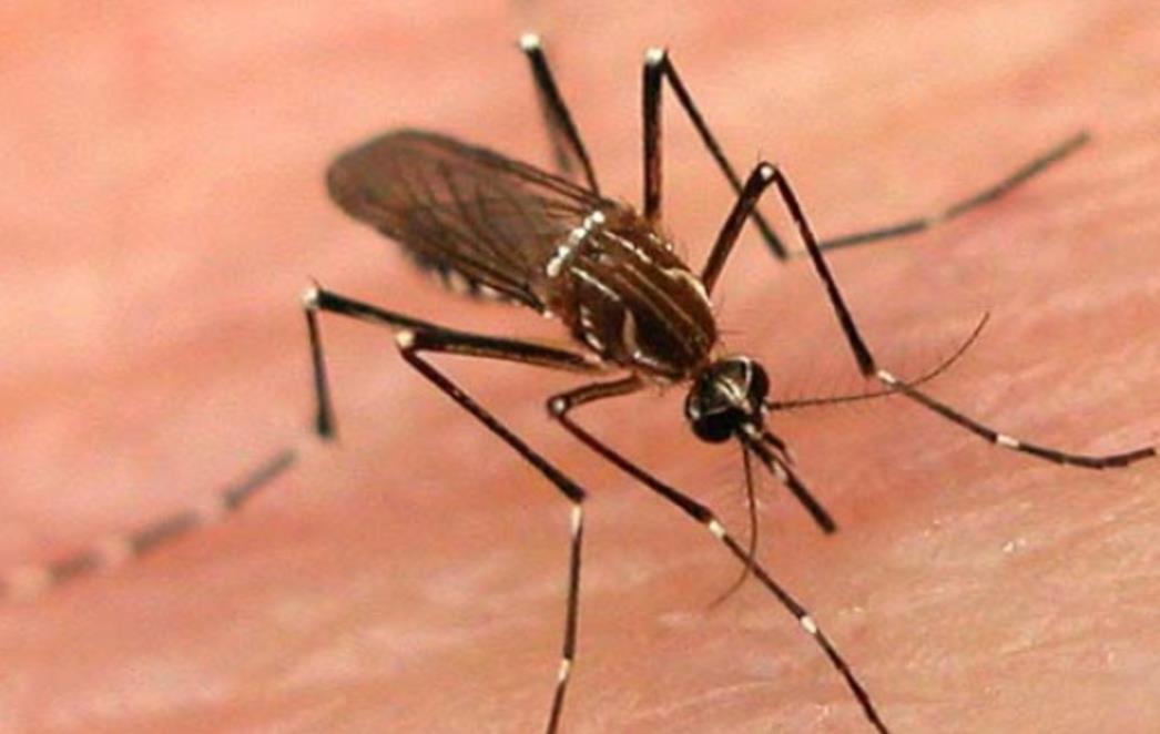 Počinje adulticidna dezinsekcija Gruža, Kantafiga, Šipčina i Nuncijate