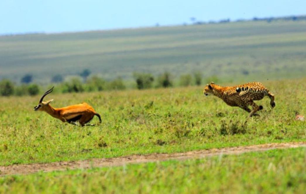 FOTOGRAFIJA DANA: Gepard i gazela u akciji