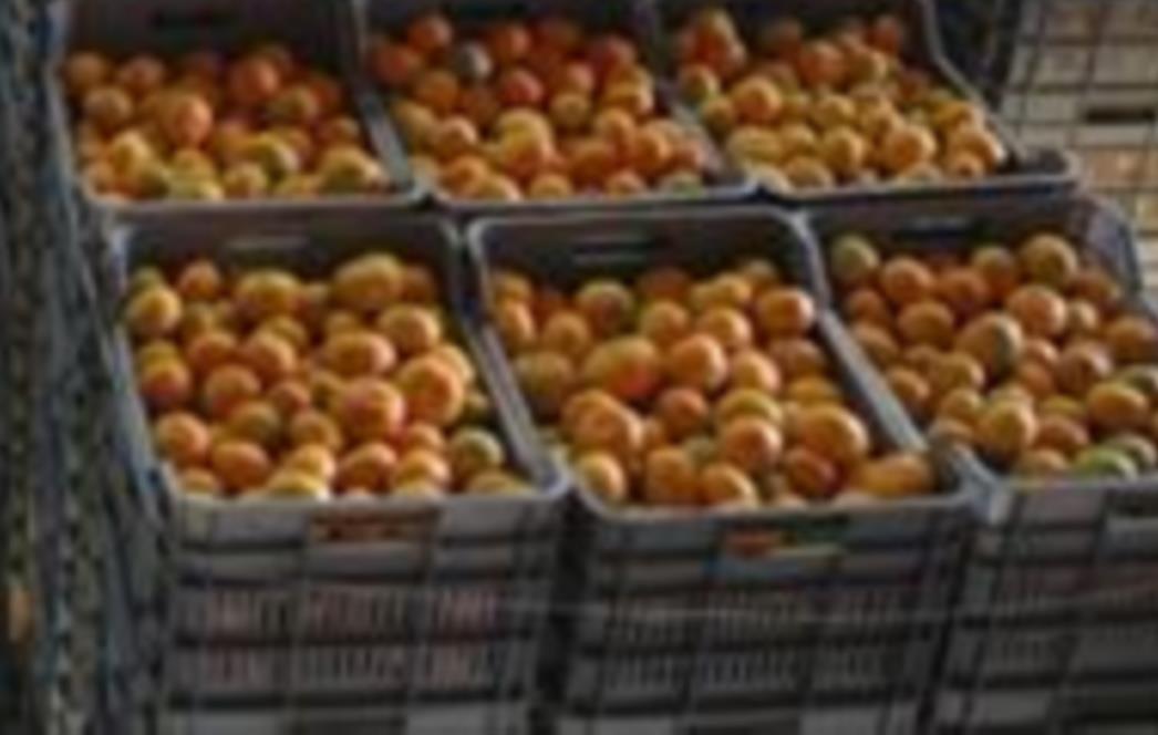Spriječeno krijumčarenje u Metkoviću: Muškarac (33) uhvaćen s 800 kg mandarina