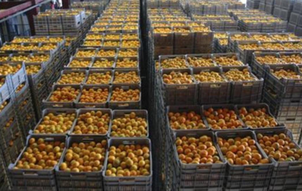 METKOVIĆ: Policija spriječila krijumčarenje 1400 kilograma mandarina!
