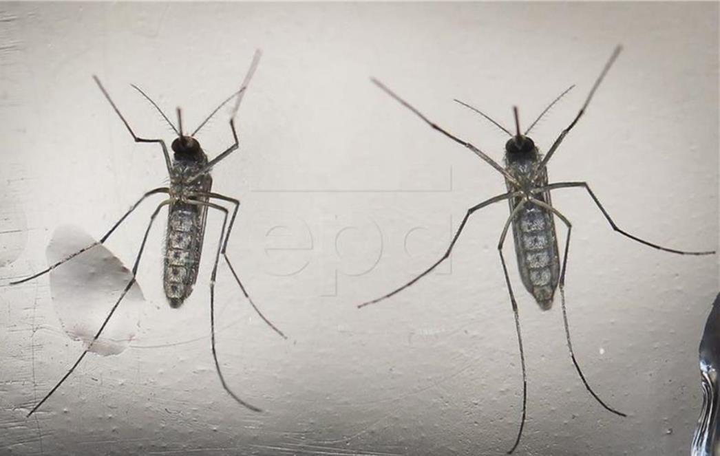 WHO: Virus zika mogao bi se proširiti na Europu idućih mjeseci