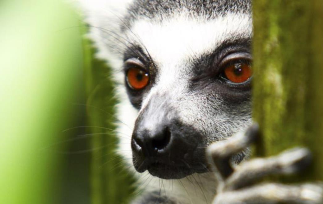 FOTOGRAFIJA DANA: Prstenastorepi lemur