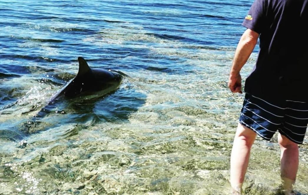 Dupin isplivao na plažu na Pelješcu i mazio se s ljudima (FOTO/VIDEO)