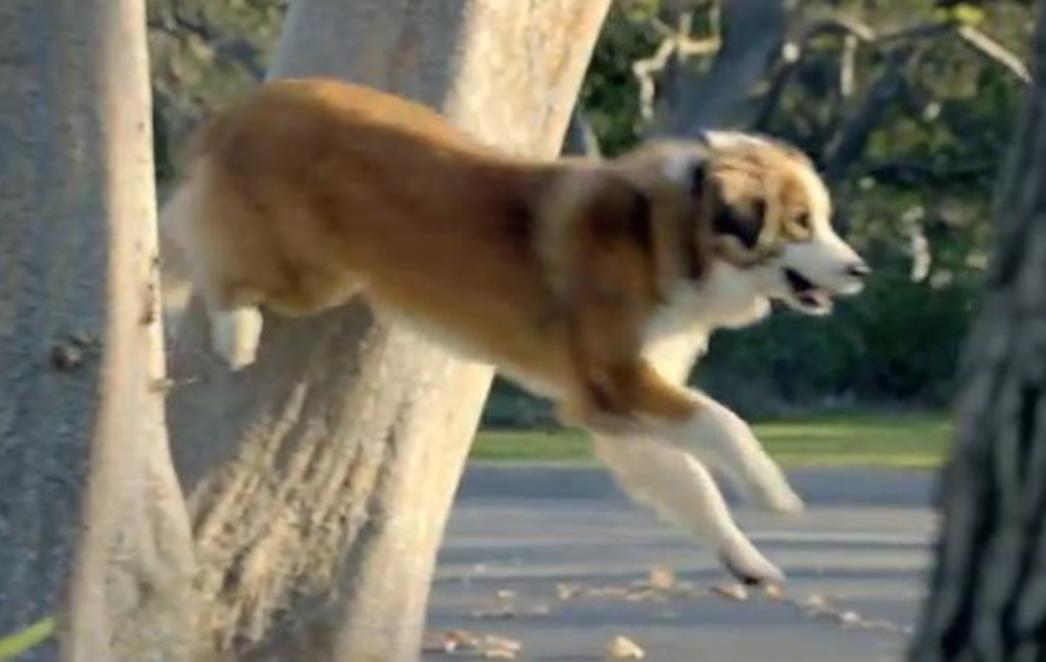 Još jedna "pseća" reklama stiže iz Volkswagena