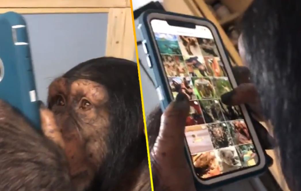 ČIMPANZA SKROLA PO INSTAGRAMU KAO PROFESIONALAC Ide joj bolje nego većini ljudi!