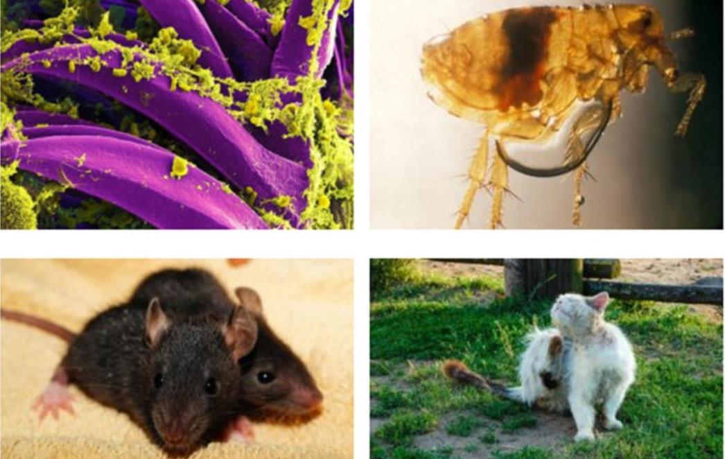 Kuga na Madagaskaru poprimila razmjere epidemije 