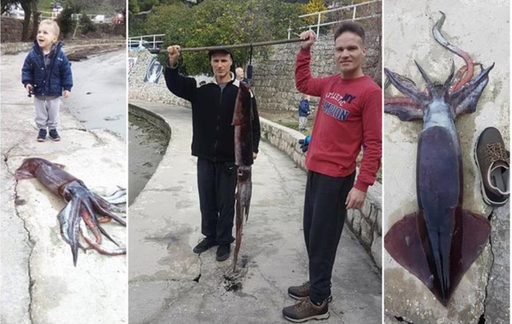 Ekipa iz Cavtata ulovila lignjuna teškog više od   šest kilograma (FOTO/VIDEO) 