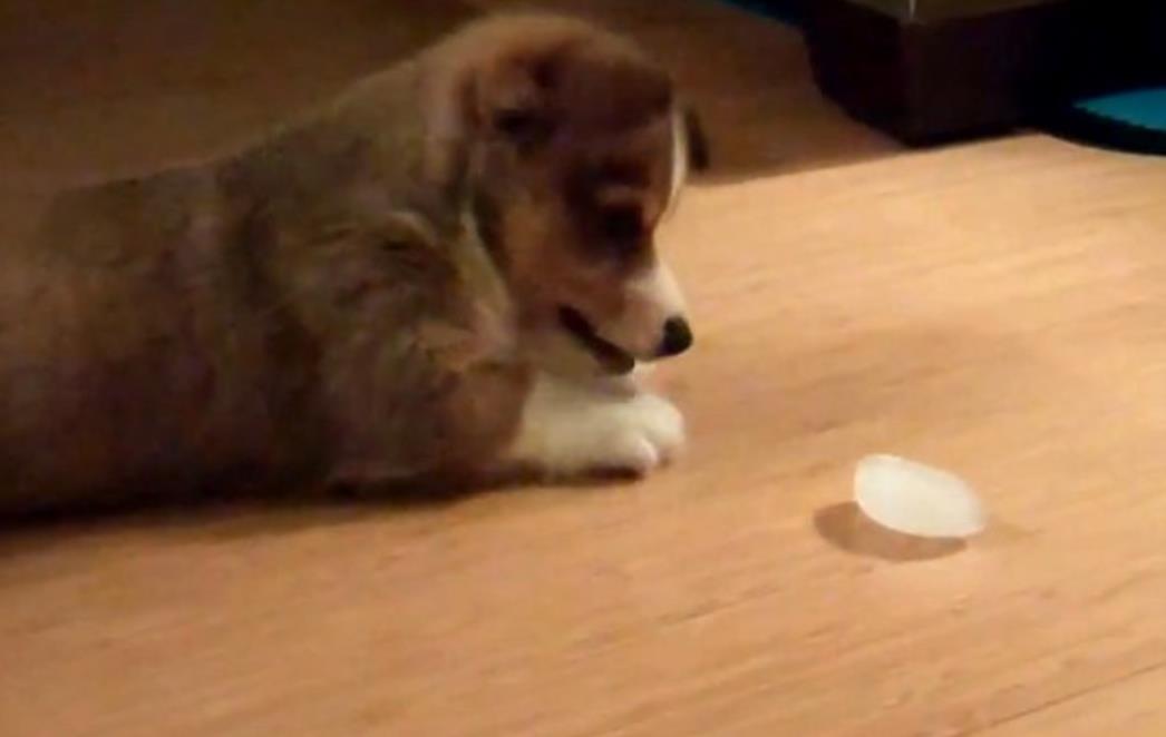 Pogledajte: Pas koji se boji leda 