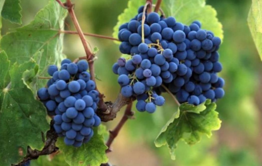 DOKAZANO: Recept za tajni napitak koji poboljšava intimni život