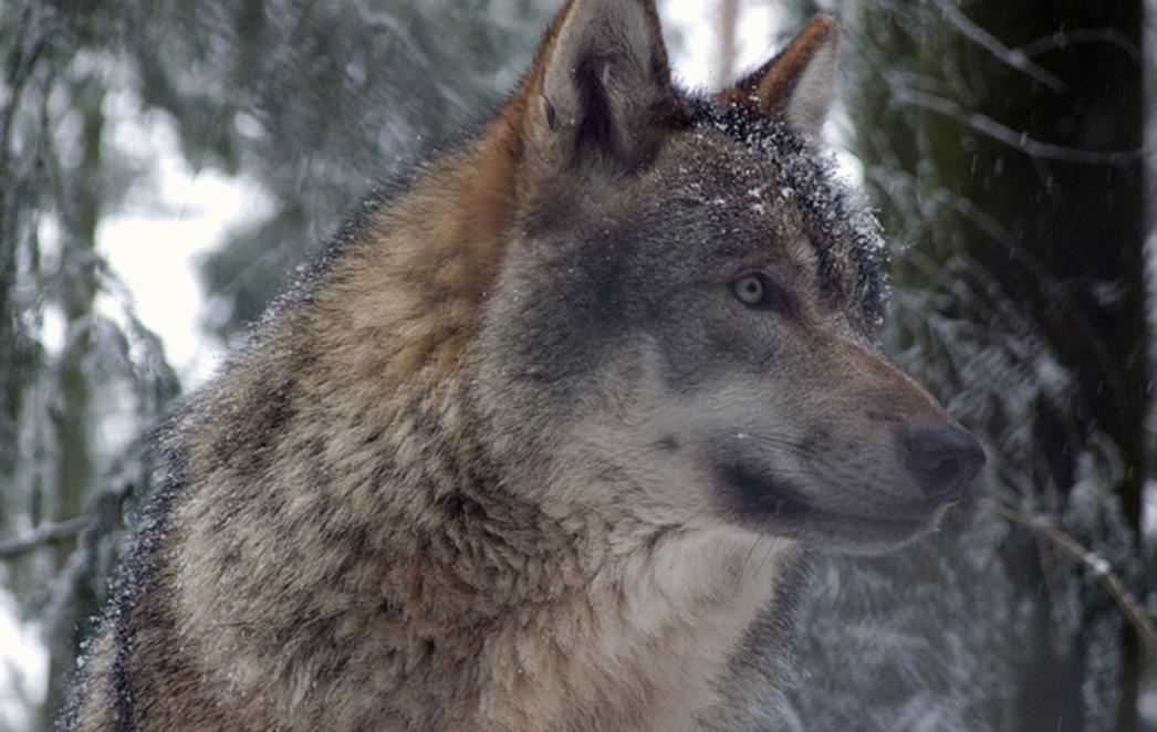   Slatka igra medvjedića i vuka