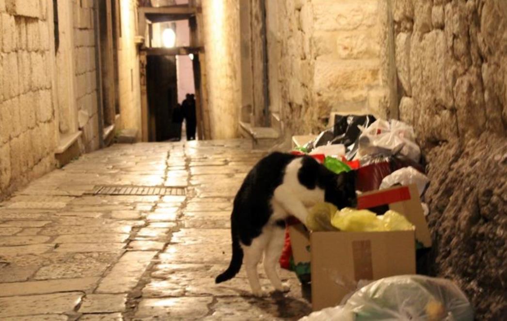 I ovo je za 'Plavi cvijet' Dubrovniku (FOTO)