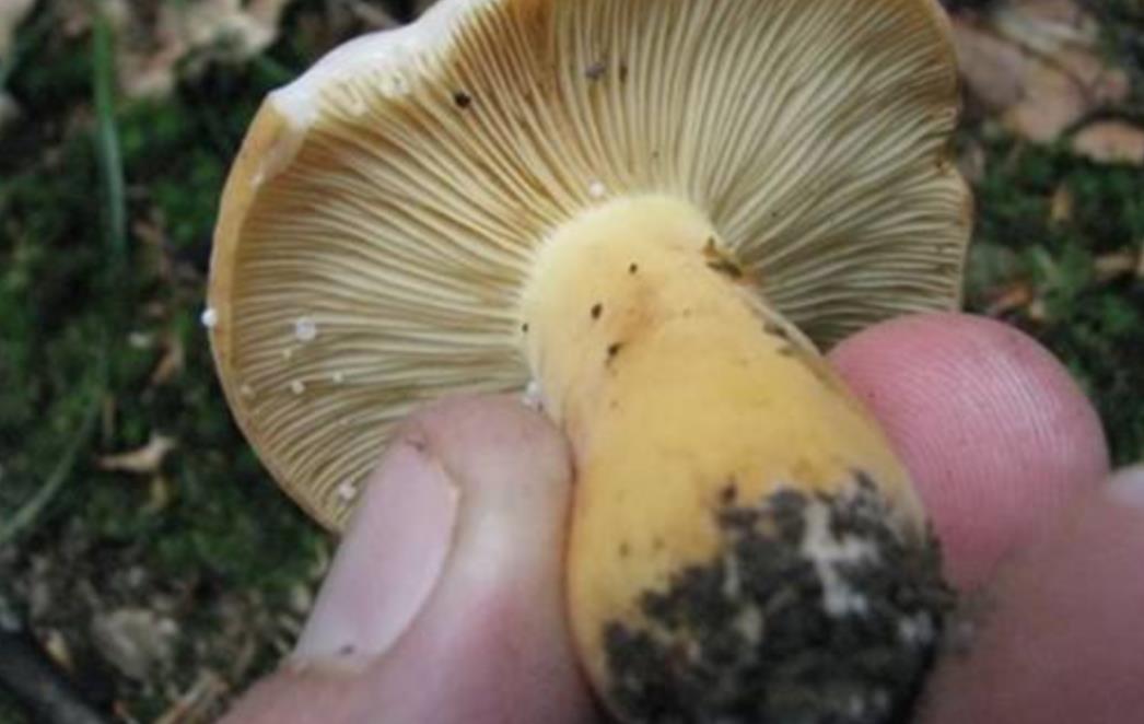 JESTE LI ZNALI: Gljive na sunce za više vitamina D u prehrani