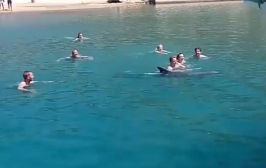 PLES S DUPINIMA     Pogledajte kako se u Slanome kupaju s novim posjetiteljem