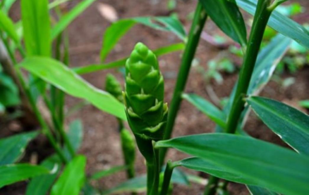Nevjerojatna biljka koja sprječava rast  stanica raka i štiti od smrtonosnog MSG-a!