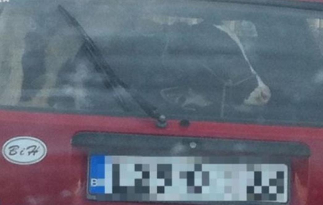 JUNAK DANA: U Golfu 2 prevezao dva teleta (FOTO)