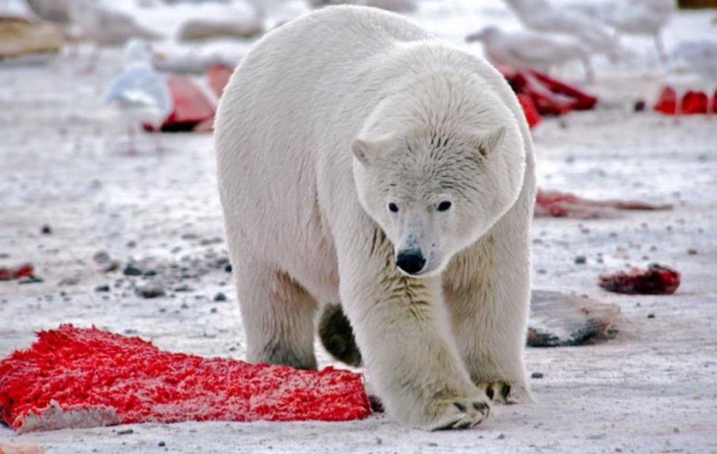 FOTOGRAFIJA DANA: Polarni medvjed 