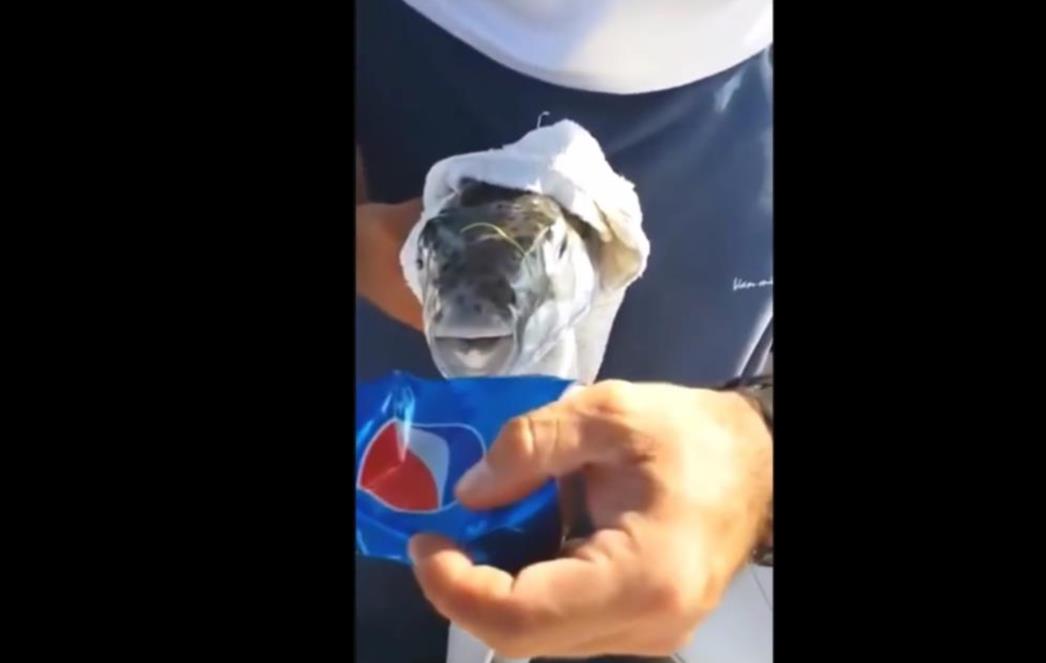 OVO MORATE VIDJETI: Riba  kao od šale zubima smrskala konzervu! /VIDEO/